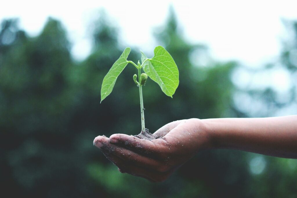 Petit pousse d'une plante sur la paume de main